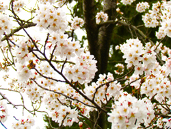 春満開の桜の様子